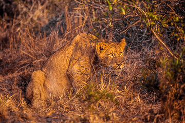 AF-M-15&nbsp;&nbsp;&nbsp;&nbsp;&nbsp;&nbsp;&nbsp;&nbsp; Lioness Hunting, Londolozi Private Reserve, South Africa