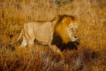 AF-M-12&nbsp;&nbsp;&nbsp;&nbsp;&nbsp;&nbsp;&nbsp;&nbsp; Lion On The Move, Londolozi Private Reserve, South Africa