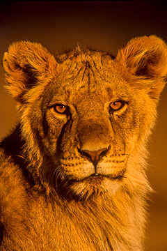 LE-AF-M-18 Young Lion Portrait, Kalahari Gemsbok National Park, South Africa