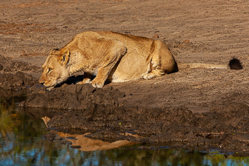 AF-M-122&nbsp;&nbsp;&nbsp;&nbsp;&nbsp;&nbsp;&nbsp;&nbsp; Lioness Drinking, Mala Mala Private Reserve, South Africa