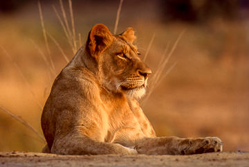 AF-M-57&nbsp;&nbsp;&nbsp;&nbsp;&nbsp;&nbsp;&nbsp;&nbsp; Resting Lioness, Ulusaba Private Game Reserve, South Africa