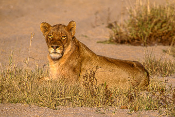 AF-M-59&nbsp;&nbsp;&nbsp;&nbsp;&nbsp;&nbsp;&nbsp;&nbsp; Lioness Resting, Ulusaba Private Game Reserve, South Africa