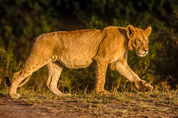 LE-AF-M-06 Lioness Walking, Masai Mara National Reserve, Kenya