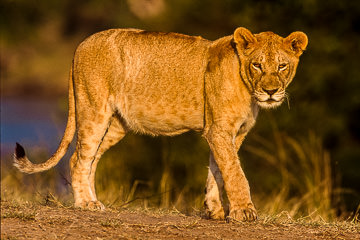 AF-M-07&nbsp;&nbsp;&nbsp;&nbsp;&nbsp;&nbsp;&nbsp;&nbsp; Lioness Walking, Masai Mara, Kenya