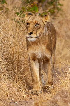 AF-M-121&nbsp;&nbsp;&nbsp;&nbsp;&nbsp;&nbsp;&nbsp;&nbsp; Lioness Walking, Ulusaba Private Game Reserve, South Africa