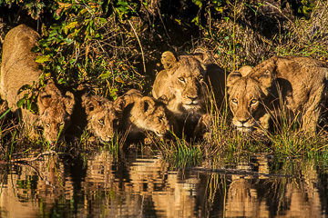 AF-M-04&nbsp;&nbsp;&nbsp;&nbsp;&nbsp;&nbsp;&nbsp;&nbsp; Lion Pride Drinking, Phinda Private Reserve, South Africa