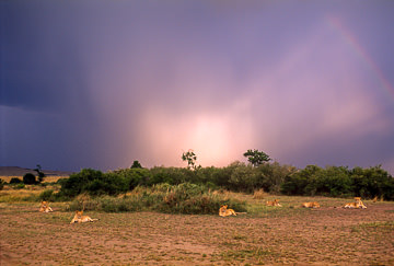 LE-AF-M-63 Lions Resting Before Approching Storm, Masai Mara National Reserve, Kenya