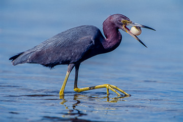 AM-B-01&nbsp;&nbsp;&nbsp;&nbsp;&nbsp;&nbsp;&nbsp;&nbsp; Little Blue Heron With Blowfish, Ft. Myers Beach, Florida