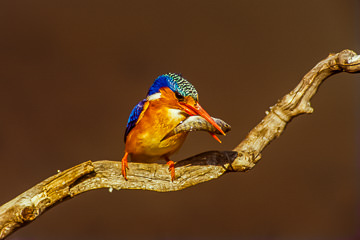 AF-B-01&nbsp;&nbsp;&nbsp;&nbsp;&nbsp;&nbsp;&nbsp;&nbsp; Malachite Kingfisher With Fish, Kruger NP, South Africa