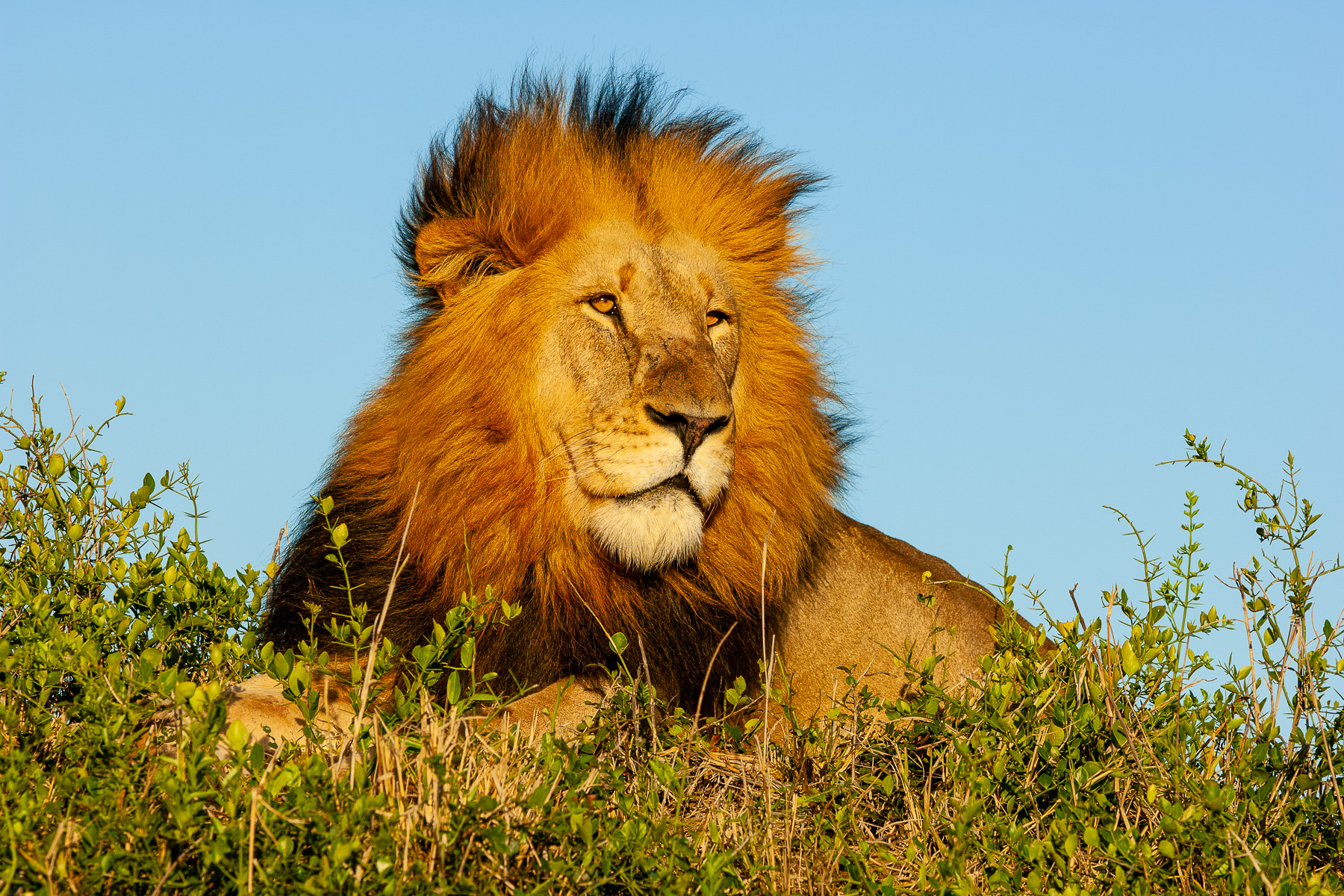 A beautiful male lion resting on a high lookout, taken at Phinda Game Reserve, South Africa by Gil Lopez-Espina