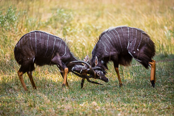 LE-AF-M-02 Bull Nyalas Fighting, Phinda Private Game Reserve, South Africa