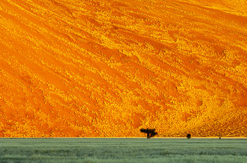 LE-AF-LA-125 A Blooming Dune, Namib-Naukluft National Park, Namib Desert, Namibia