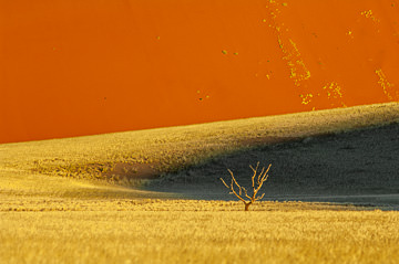 LE-AF-LA-146 Solitary Tree, Namib-Naukluft National Park, Namib Desert, Namibia
