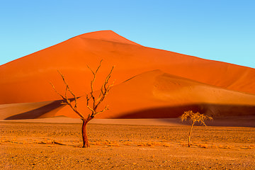 LE-AF-LA-29 Trees And Dunes, Namib-Naukluft National Park, Namib Desert, Namibia