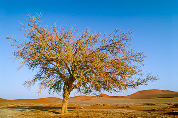 AF-LA-35&nbsp;&nbsp;&nbsp;&nbsp;&nbsp;&nbsp;&nbsp;&nbsp; Tree In The Desert,  Namib Desert, Namibia, Africa