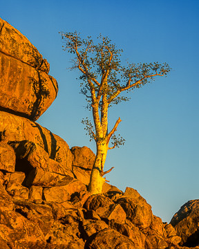 LE-AF-LA-001 A Lonely Moringa Tree, Damaraland Region, Namibia