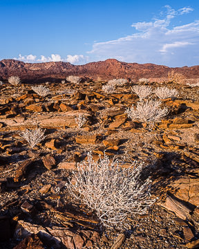 AF-LA-002 Hardy Vegetation, Twyfelffontain Region, Damaraland, Namibia