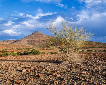 AF-LA-003 Sparse Vegetation At The Barren Damaralnad Region, Namibia