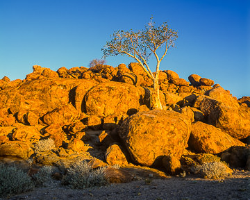 AF-LA-005 Lonely Tree, Damaraland Region, Namibia