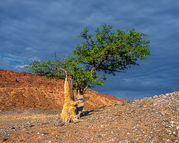 LE-AF-LA-007 Lonely Tree, Twyfelffontain Region, Damaraland, Namibia