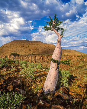 AF-LA-012 Moringa Tree In The Rugged Region Of Damaraland, Namibia