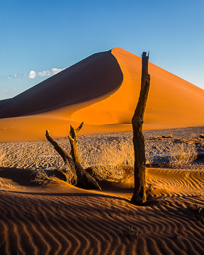 LE-AF-LA-005 Remnants Of A Tree, Namib-Naukluft National Park, Namib Desert, Namibia