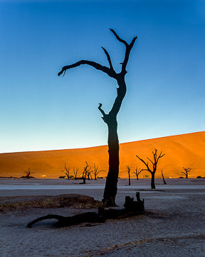 AF-LA-006 Desiccated Trees, Dead Vlei, Namib-Naukluft National Park, Namib Desert, Namibia