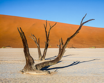 AF-LA-008 Desiccated Trees, Dead Vlei, Namib-Naukluft National Park, Namib Desert, Namibia