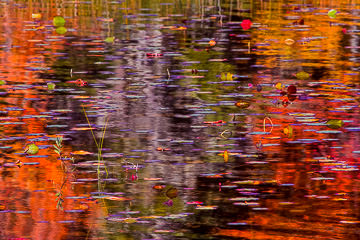 LE-AM-MIS-10&nbsp;&nbsp;&nbsp;&nbsp;&nbsp;&nbsp;&nbsp;&nbsp; Autumn Colors On Somes Pond, Somesville, Mount Desert Island, Maine