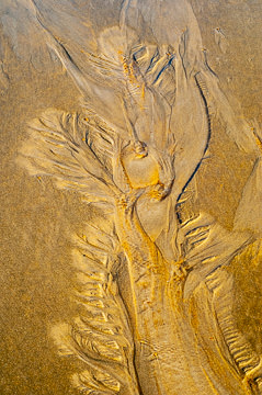 SND-446&nbsp;&nbsp;&nbsp;&nbsp;&nbsp;&nbsp;&nbsp;&nbsp; Sand Design