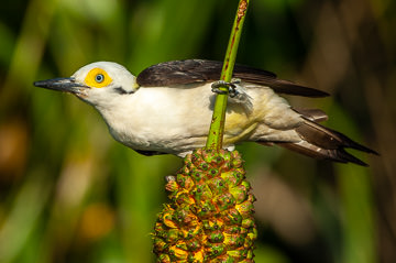 BR-B-16&nbsp;&nbsp;&nbsp;&nbsp;&nbsp;&nbsp;&nbsp;&nbsp; Pica-Pau-Branco On Caxando, Coastal Region Of Bahia, Brazil