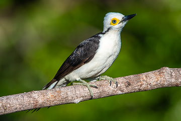 BR-B-170 Pica-Pau-Branco, Coastal Region Of Bahia, Brazil