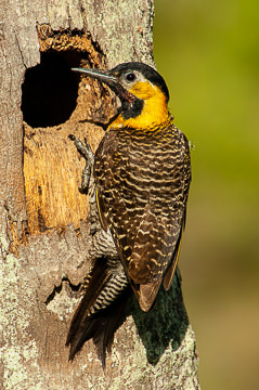 BR-B-03 Pica-Pau-Do-Campo, Coastal Region Of Bahia, Brazil