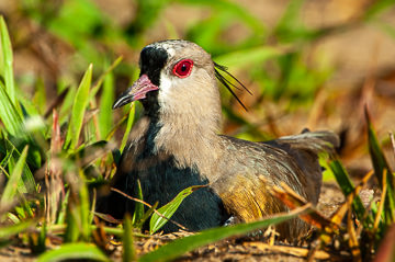 BR-B-41 Quero-Quero, Coastal Region Of Bahia, Brazil