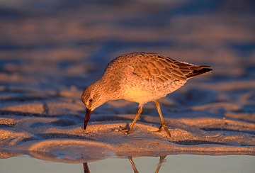 LE-AM-B-11 Red Knot Feeding At Days End, Fort Myers Beach, Florida