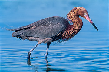 LE-AM-B-11 Reddish Egret, Fort Myers Beach, Florida