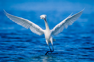LE-AM-B-05 Reddish Egret Fishing (White Face), Fort Myers Beach, Florida