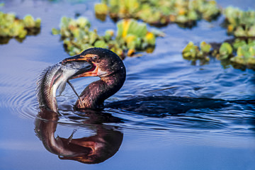 AF-B-02&nbsp;&nbsp;&nbsp;&nbsp;&nbsp;&nbsp;&nbsp;&nbsp; Reed Cormorant With Large Fish, Kruger NP, South Africa