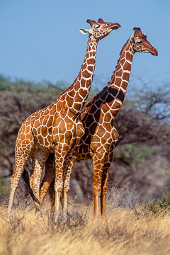 AF-M-01 Reticulated Giraffes, Samburu National Reserve, Kenya