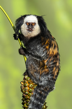 LE-BR-M-04 Sagui-De-Cara-Branca, Southeast Coast Of Bahia, Brazil