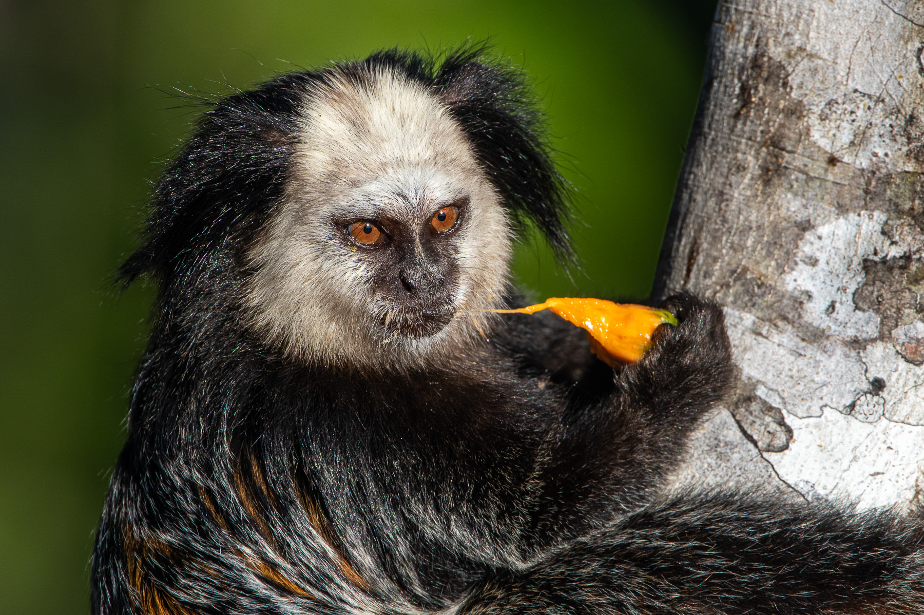 A photograph of a Sagui de Cara Branca eating caxando, Bahia, Brazil, taken by Gil Lopez-Espina