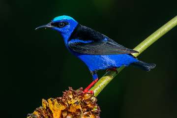 BR-B-12 Saira-Beija-Flor (Male), Coastal Region Of Bahia, Brazil
