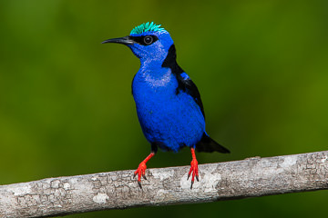 LE-BR-B-32 Saira-Beija-Flor, Coastal Region Of Bahia, Brazil