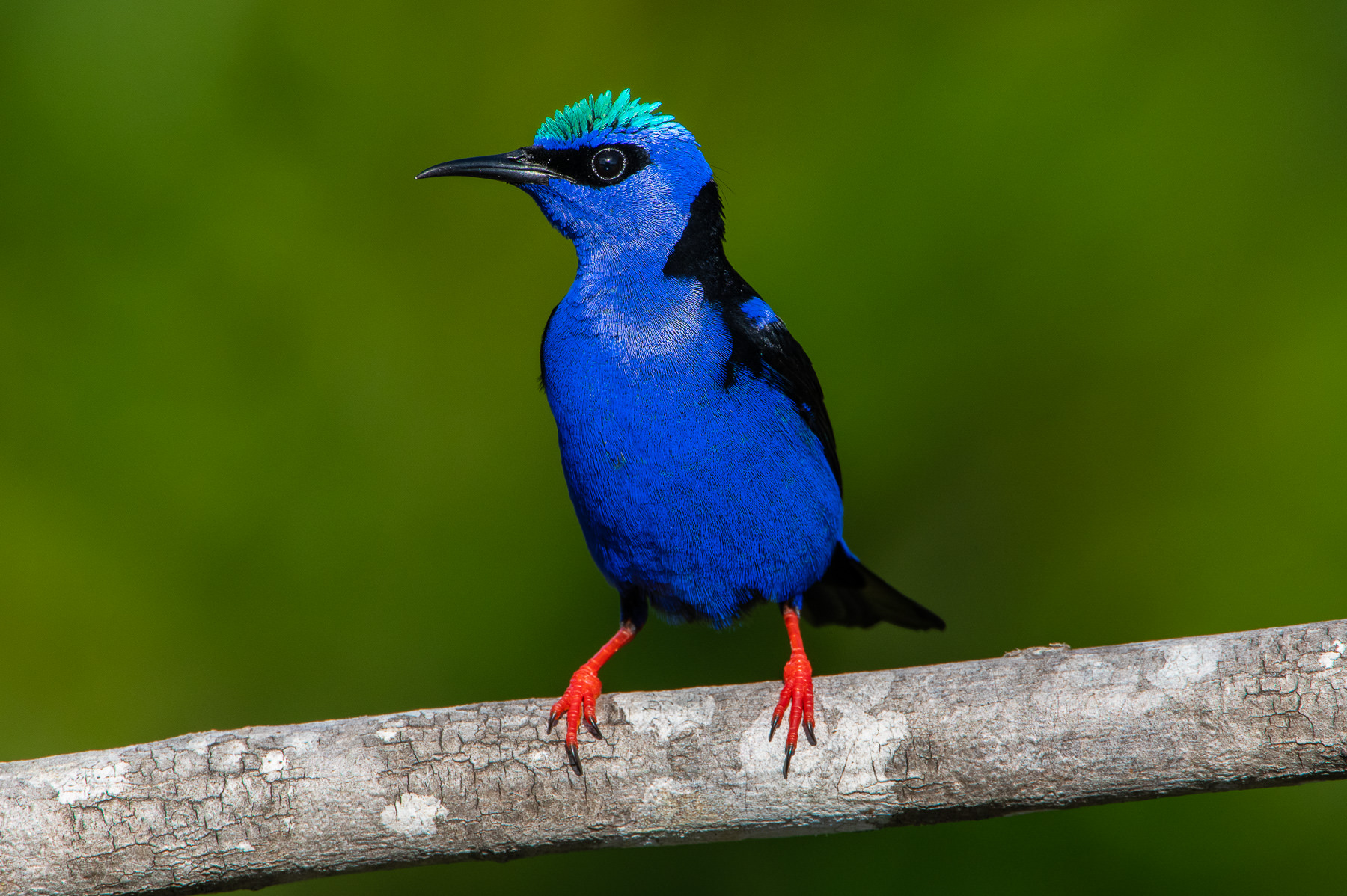 Photograph of the beautiful Saira Beja Flor, Southern Coast of Bahia, Brazil, taken by Gil Lopez-Espina