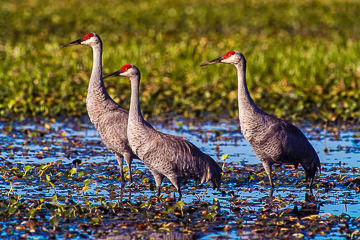 LE-AM-B-05 Sandhill Cranes at Myakka River State Park, Florida