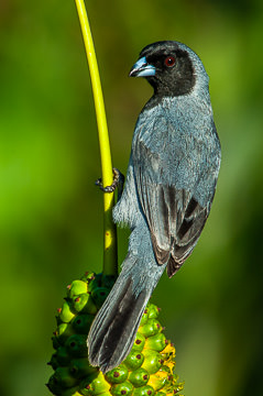 BR-B-04&nbsp;&nbsp;&nbsp;&nbsp;&nbsp;&nbsp;&nbsp;&nbsp; Sanhaco-Cinza-De-Cara-Preta On Caxando, Coastal Region Of Bahia, Brazil