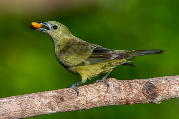 BR-B-06&nbsp;&nbsp;&nbsp;&nbsp;&nbsp;&nbsp;&nbsp;&nbsp; Sanhaco-Do-Coqueiro Eating Caxando, Coastal Region Of Bahia, Brazil