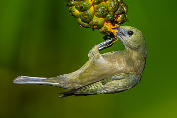 LE-BR-B-32 Sanhaço-Do-Coqueiro Eating Caxandó, Coastal Region Of Bahia, Brazil