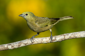 BR-B-91 Sanhaco-Do-Coqueiro, Coastal Region Of Bahia, Brazil