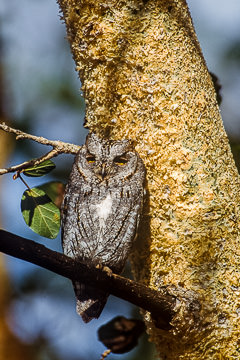 AF-B-01&nbsp;&nbsp;&nbsp;&nbsp;&nbsp;&nbsp;&nbsp;&nbsp; Scops Owl, Kruger NP, South Africa
